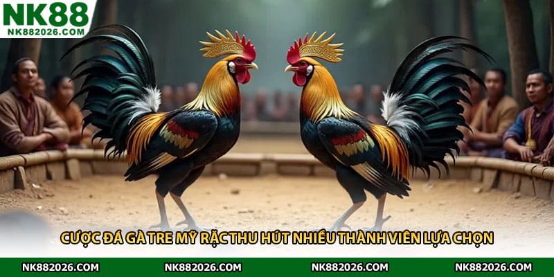 Cược đá gà tre Mỹ rặc thu hút nhiều thành viên lựa chọn