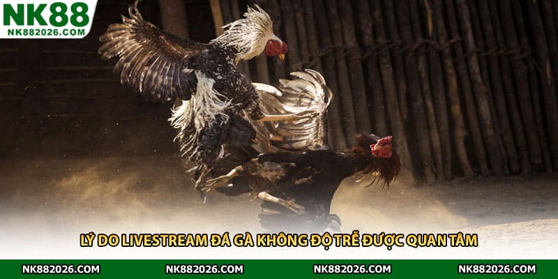 Lý do livestream đá gà không độ trễ được quan tâm