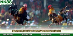 Xem đá gà 4K siêu nét hôm nay tốc độ cao ổn định