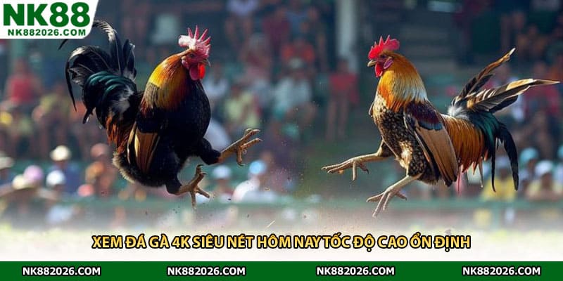 Xem đá gà 4K siêu nét hôm nay tốc độ cao ổn định